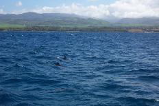 Dolphins